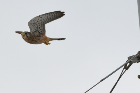 トリミング 2020/9月 SIGMA150-600C+D500 600mm F8 ss1/1250 ISO1600 AF-C シングル