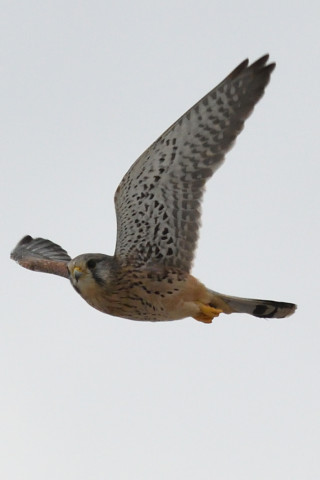 トリミング 2020/9月 SIGMA150-600C+D500 600mm F8 ss1/1250 ISO1600 AF-C シングル