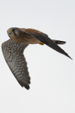 トリミング 2020/9月 SIGMA150-600C+D500 600mm F8 ss1/1250 ISO1800 AF-C シングル