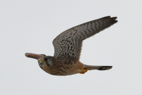 トリミング 2020/9月 SIGMA150-600C+D500 600mm F8 ss1/1250 ISO1400 AF-C シングル