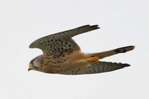 トリミング 2020/9月 SIGMA150-600C+D500 600mm F8 ss1/1250 ISO3600 AF-C シングル