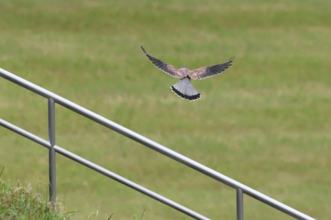 トリミング 2020/9月 SIGMA150-600C+D500 600mm F8 ss1/1250 ISO4000 AF-C シングル