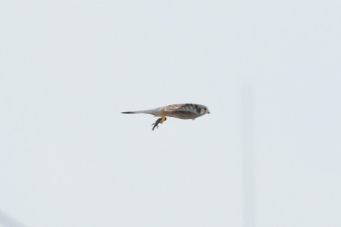 トリミング 2020/9月 SIGMA150-600C+D500 600mm F8 ss1/1250 ISO4000 AF-C シングル