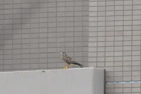 トリミング 2020/9月 SIGMA150-600C+D500 600mm F8 ss1/1250 ISO4000 AF-C シングル