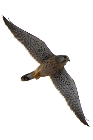 トリミング 2020/9月 SIGMA150-600C+D500 600mm F8 ss1/1250 ISO250 AF-C シングル