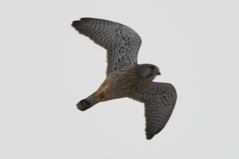 トリミング 2020/9月 SIGMA150-600C+D500 600mm F8 ss1/1250 ISO250 AF-C シングル