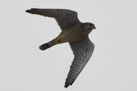 トリミング 2020/9月 SIGMA150-600C+D500 600mm F8 ss1/1250 ISO200 AF-C シングル