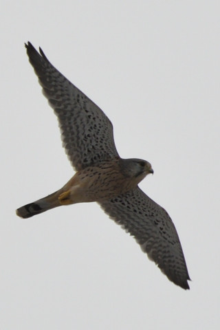 トリミング 2020/9月 SIGMA150-600C+D500 600mm F8 ss1/1250 ISO200 AF-C シングル