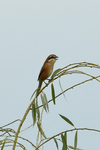 トリミング 2020/9月 SIGMA150-600C+D500 600mm F8 ss1/640 ISO360