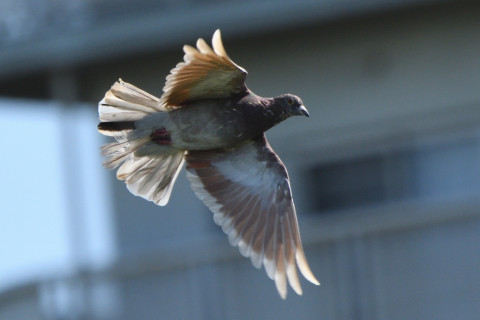 トリミング 2020/9月 SIGMA150-600C+D500 600mm F8 ss1/1250 ISO640 AF-C シングル