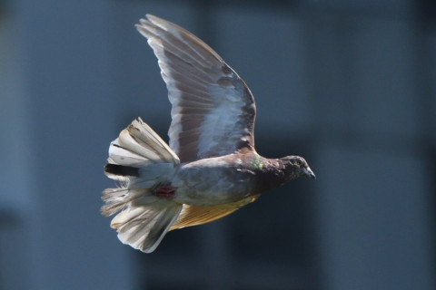 トリミング 2020/9月 SIGMA150-600C+D500 600mm F8 ss1/1250 ISO800 AF-C シングル