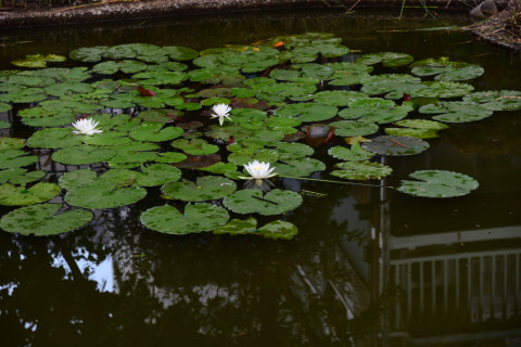 2020/10月 SIGMA17-70+D500 70mm F4 ss1/320 ISO140