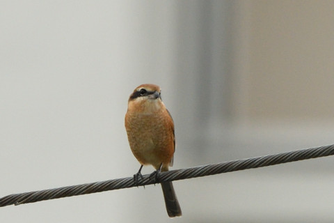 トリミング 2020/9月 SIGMA150-600C+D500 600mm F8 ss1/400 ISO720