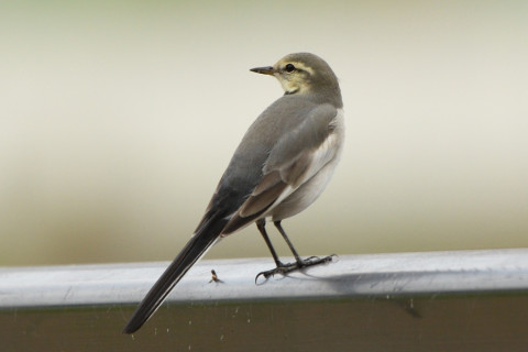 トリミング 2020/9月 SIGMA150-600C+D500 600mm F6.3 ss1/400 ISO450