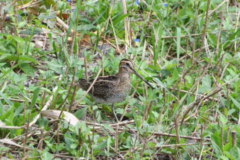 トリミング 2020/10月 SIGMA150-600C+D500 600mm F8 ss1/1250 ISO1800