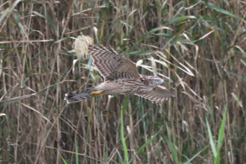 トリミング 2020/10月 SIGMA150-600C+D500 600mm F8 ss1/1600 ISO3200 AF-C シングル