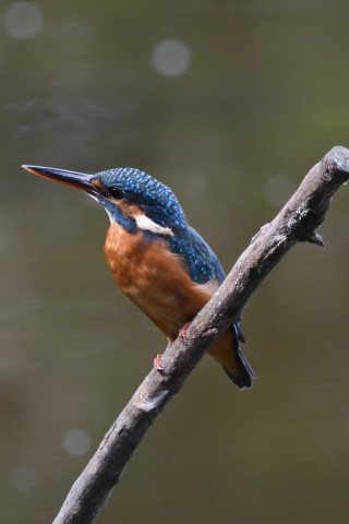 トリミング 2020/10月 SIGMA150-600C+D500 600mm F8 ss1/400 ISO1600 AF-C シングル