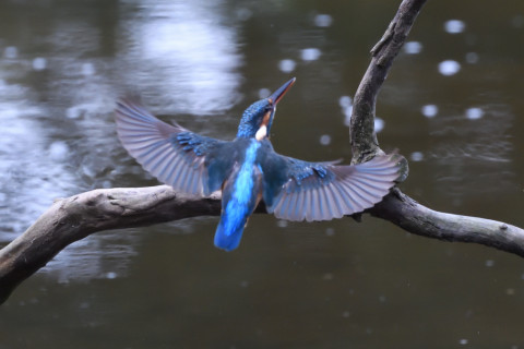 トリミング 2020/10月 SIGMA150-600C+D500 600mm F8 ss1/1250 ISO4000 AF-C シングル