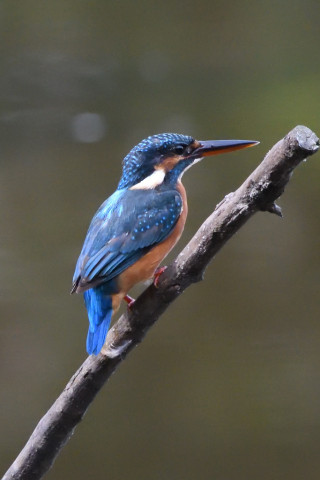 トリミング 2020/10月 SIGMA150-600C+D500 600mm F8 ss1/1250 ISO4000