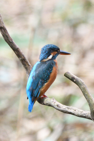 トリミング 2020/10月 SIGMA150-600C+D500 600mm F8 ss1/500 ISO560 AF-C シングル