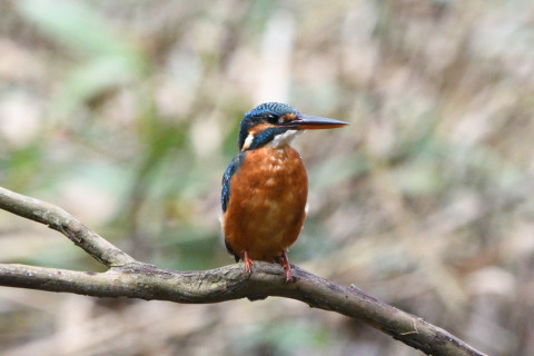 トリミング 2020/10月 SIGMA150-600C+D500 600mm F8 ss1/500 ISO1400