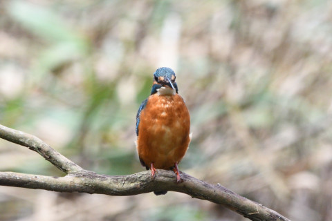 トリミング 2020/10月 SIGMA150-600C+D500 600mm F8 ss1/400 ISO500