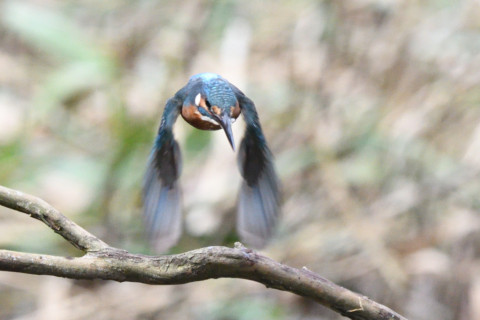 トリミング 2020/10月 SIGMA150-600C+D500 600mm F8 ss1/1250 ISO2000 AF-C シングル