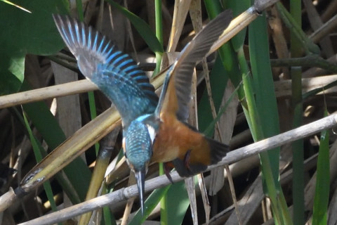 トリミング 2020/10月 SIGMA150-600C+D500 600mm F8 ss1/1250 ISO1800 AF-C シングル