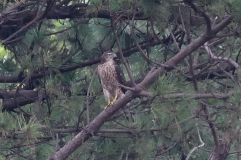 トリミング 2020/10月 SIGMA150-600C+D500 600mm F8 ss1/400 ISO3600