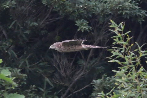 トリミング 2020/10月 SIGMA150-600C+D500 600mm F8 ss1/1250 ISO4000 AF-C シングル