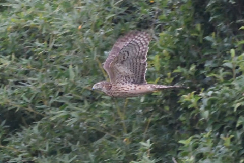 トリミング 2020/10月 SIGMA150-600C+D500 600mm F8 ss1/1000 ISO3600 AF-C シングル 