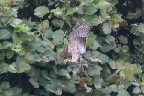 トリミング 2020/10月 SIGMA150-600C+D500 600mm F8 ss1/1000 ISO3600 AF-C シングル 