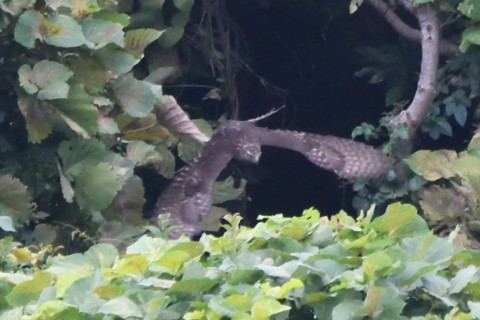 トリミング 2020/10月 SIGMA150-600C+D500 600mm F8 ss1/1000 ISO3600 AF-C シングル 