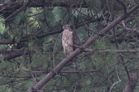 トリミング 2020/10月 SIGMA150-600C+D500 600mm F8 ss1/500 ISO1600