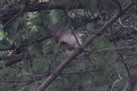 トリミング 2020/10月 SIGMA150-600C+D500 600mm F8 ss1/1250 ISO4000 AF-C シングル