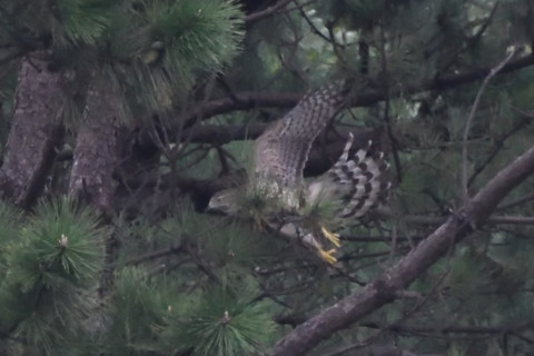 トリミング 2020/10月 SIGMA150-600C+D500 600mm F8 ss1/1000 ISO4000 AF-C シングル