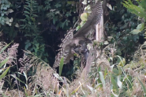 トリミング 2020/10月 SIGMA150-600C+D500 600mm F8 ss1/1000 ISO3600 AF-C シングル 