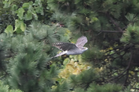 トリミング 2020/10月 SIGMA150-600C+D500 600mm F8 ss1/640 ISO4000 AF-C シングル