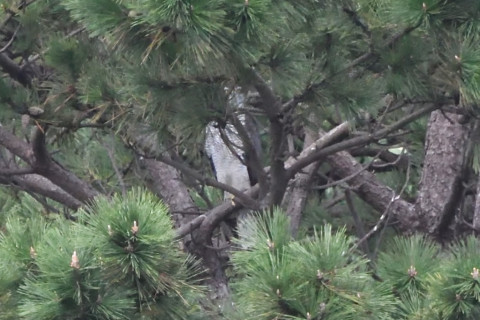 トリミング 2020/10月 SIGMA150-600C+D500 600mm F8 ss1/1250 ISO4000