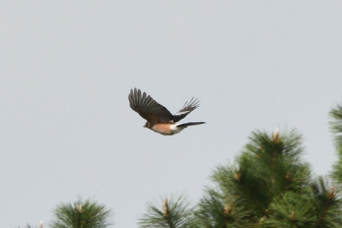 トリミング 2020/10月 SIGMA150-600C+D500 600mm F8 ss1/1250 ISO280 AF-C シングル