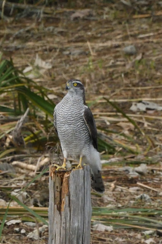 トリミング 2020/10月 SIGMA150-600C+D500 600mm F8 ss1/1250 ISO1600