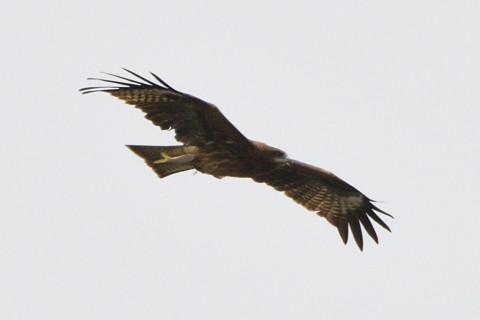 トリミング 2020/10月 SIGMA150-600C+D500 600mm F8 ss1/400 ISO180 AF-C シングル