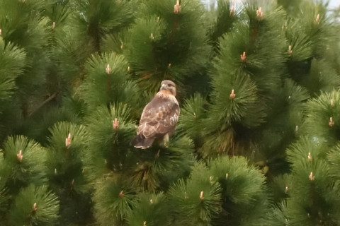 トリミング 2020/10月 SIGMA150-600C+D500 600mm F8 ss1/320 ISO12800