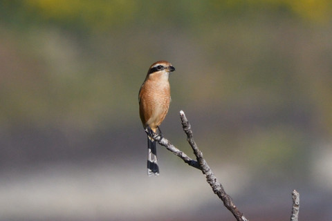 トリミング 2020/10月 SIGMA150-600C+D500 600mm F8 ss1/1250 ISO640
