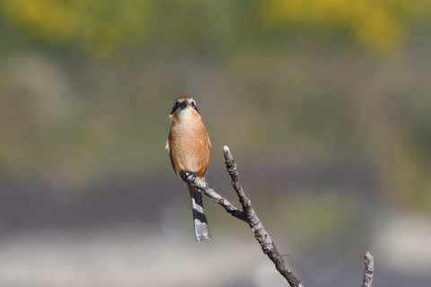 2020/10月 SIGMA150-600C+D500 600mm F9 ss1/200 ISO140