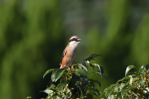トリミング 2020/10月 SIGMA150-600C+D500 600mm F8 ss1/1000 ISO2200