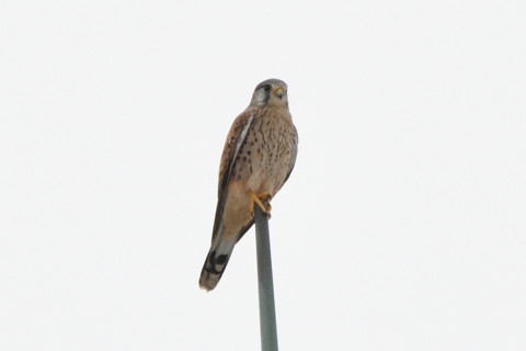  2020/10月 SIGMA150-600C+D500 600mm F8 ss1/400 ISO560