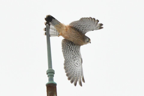 トリミング 2020/10月 SIGMA150-600C+D500 600mm F8 ss1/1600 ISO3200 AF-C 25点