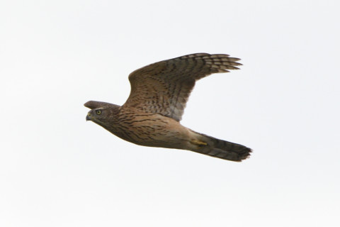 トリミング 2020/10月 SIGMA150-600C+D500 500mm F8 ss1/1250 ISO220 AF-C 25点