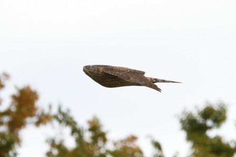 トリミング 2020/10月 SIGMA150-600C+D500 500mm F8 ss1/1250 ISO280 AF-C 25点